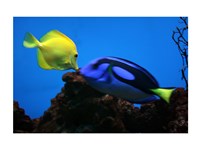 Yellow Tang and Blue Tang Fine Art Print