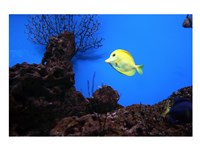 YellowTang fish Fine Art Print