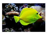 YellowTang Fine Art Print