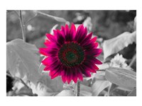 Burst Fine Art Print