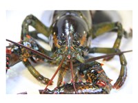 Lobstah Fine Art Print