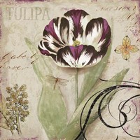 Tulipa II Fine Art Print