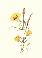 Delicate Wildflowers III Fine Art Print