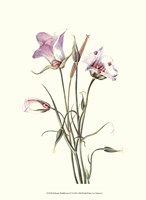 Delicate Wildflowers IV Fine Art Print