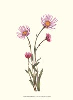 Delicate Wildflowers V Fine Art Print
