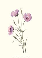 Delicate Wildflowers VI Fine Art Print