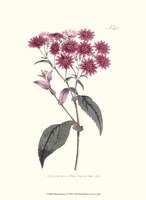 Mauve Beauty I Fine Art Print