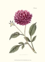 Mauve Beauty II Fine Art Print