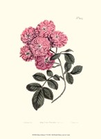 Mauve Beauty V Fine Art Print