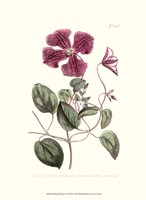 Mauve Beauty VI Fine Art Print