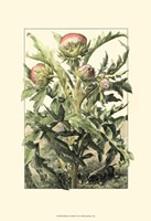 Wildflower Field III Fine Art Print