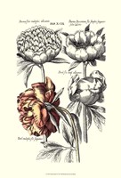 Tinted Floral I Fine Art Print