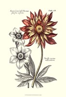 Tinted Floral III Fine Art Print