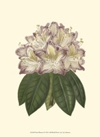 Pastel Blooms I Fine Art Print