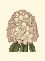 Pastel Blooms II Fine Art Print