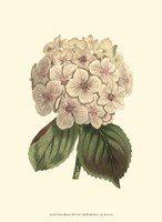 Pastel Blooms III Fine Art Print