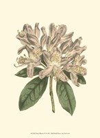 Pastel Blooms IV Fine Art Print