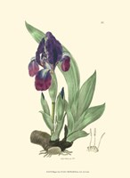 Elegant Iris I Fine Art Print