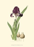 Elegant Iris III Fine Art Print