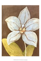 Orchid & Earth II Fine Art Print