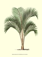 Coastal Palm I Fine Art Print
