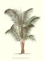 Coastal Palm II Framed Print