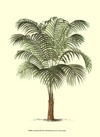 Coastal Palm III Framed Print