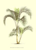 Coastal Palm IV Framed Print