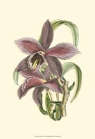 Lilac Orchid I Fine Art Print