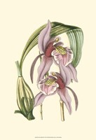 Lilac Orchid III Fine Art Print