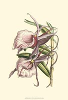 Lilac Orchid IV Fine Art Print