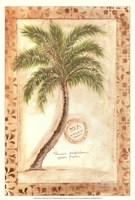 Phoenix Date Palm Fine Art Print