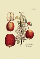 Antique Apples Fine Art Print