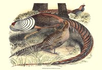 Pheasant Varieties III Fine Art Print