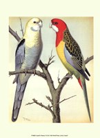 Parrots I Fine Art Print