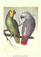 Parrots II Fine Art Print