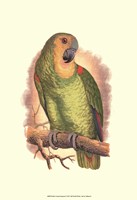 Blue-Fronted Amazon Fine Art Print