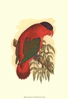 Purple-Capped Lory Fine Art Print
