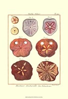Sand Dollars II Fine Art Print