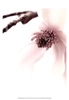 Magnolia Blush I Fine Art Print