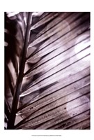 Silvery Frond II by Emily Robinson - 13" x 19"