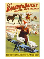 The Barnum & Bailey Performing Geese, Roosters and Musical Donkey Fine Art Print