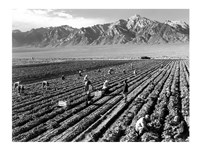 Farm Workers and Mt. Williamson Fine Art Print