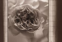 Sepia Blossom by Randy Hibberd - 36" x 24"