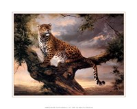 Leopard in Tree Fine Art Print