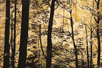 Golden Wood Fine Art Print