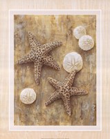 Starfish by Ron Jenkins - 16" x 20"