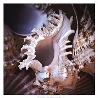 Macro Shells II Fine Art Print