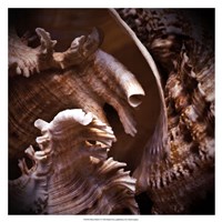 Macro Shells IV Fine Art Print