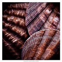 Macro Shells V Fine Art Print